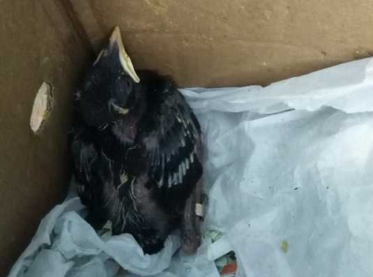 八哥啄主人，要怎么训练才能改正？