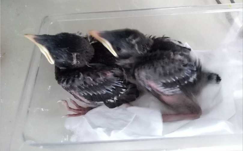 八哥幼鸟和成鸟怎么区别