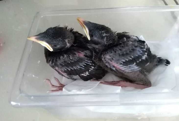 野外八哥幼鸟什么时候去抓合适?