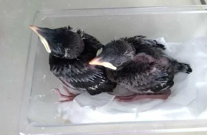 海南八哥雏鸟怎么养？