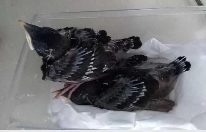 海南八哥雏鸟怎么养？