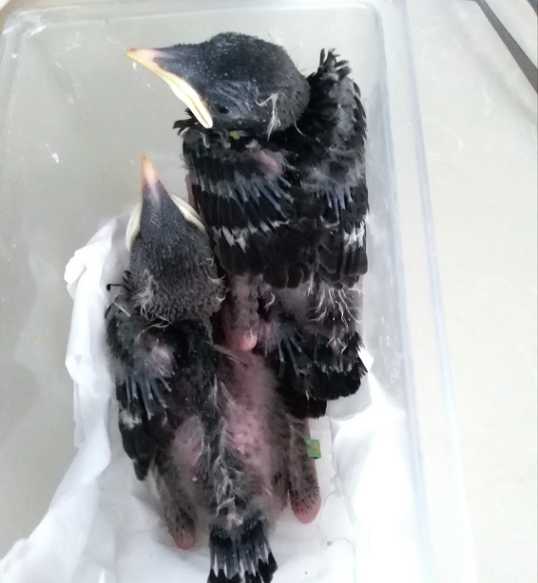 如何喂养八哥雏鸟？