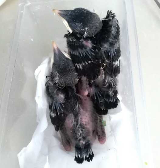 海南八哥雏鸟怎么养？