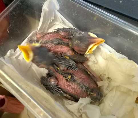 八哥每年繁殖几次