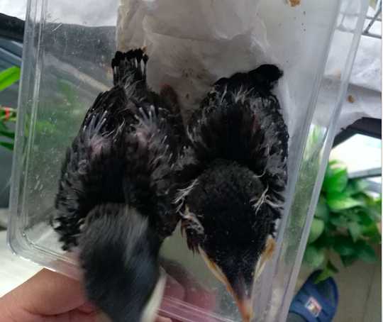 野外八哥幼鸟什么时候去抓合适?