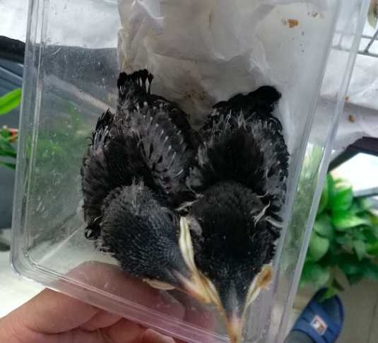 八哥鸟吃什么要能消炎