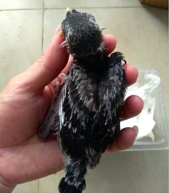 八哥雏鸟怎么喂呀一天喂几顿都喂什么呢