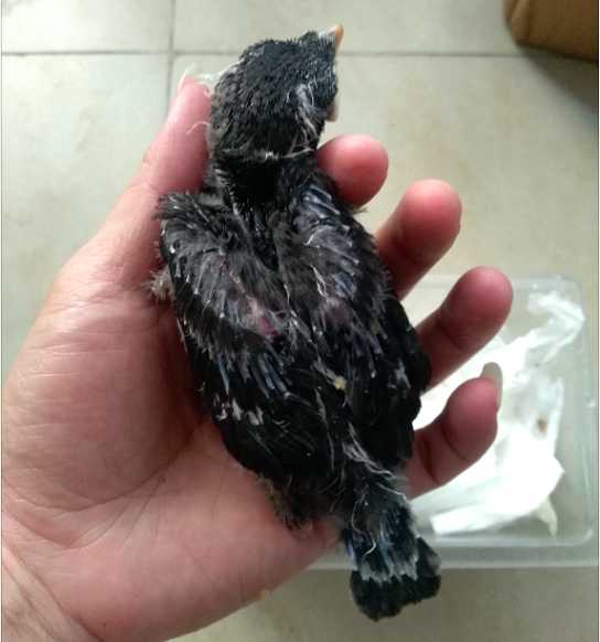 八哥幼鸟吃什么