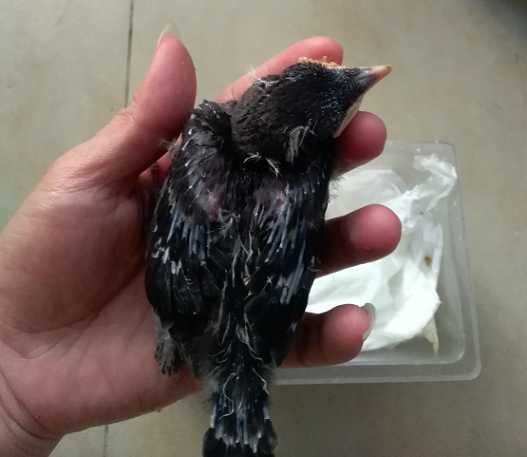 海南八哥雏鸟怎么养？