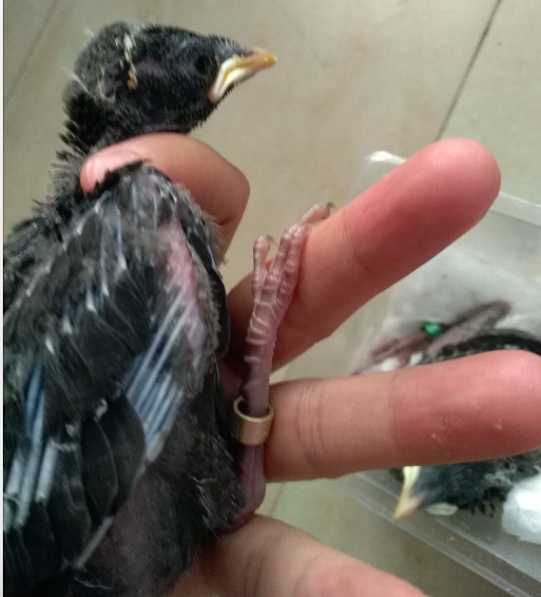 海南八哥雏鸟怎么养？