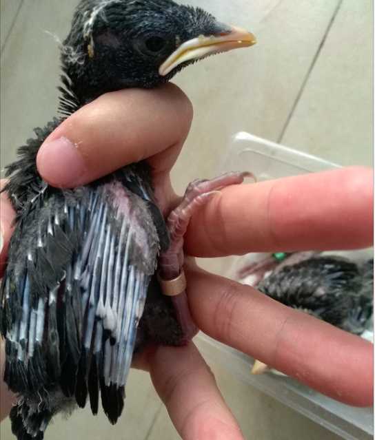 我八哥14岁的女儿：长大后励志嫁给印度男人