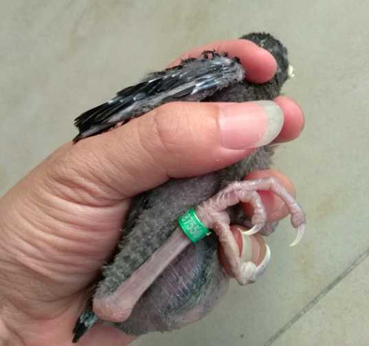 八哥幼鸟脚是什么颜色