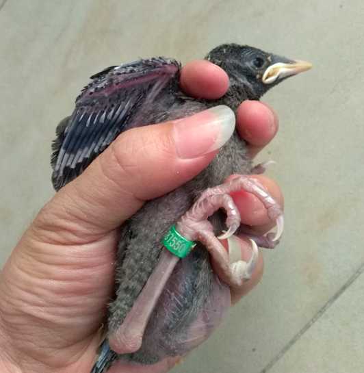 雏八哥拉稀没精打采怎么办