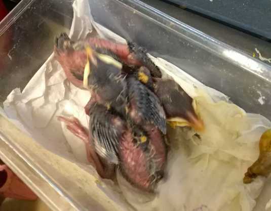 八哥鸟多大可以喂面包虫！十几二十天的可以喂吗