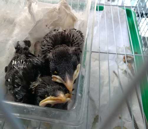 小八哥鸟一次喂多少