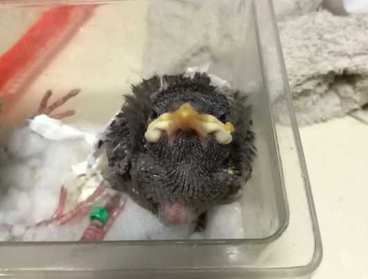 安检口传出鸟叫声男子带“八哥”海口乘火车被查获