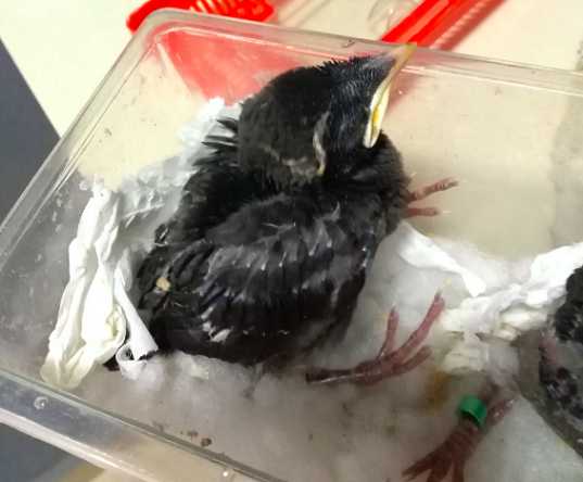 海南八哥雏鸟怎么养？