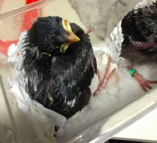 八哥幼鸟多久会飞?