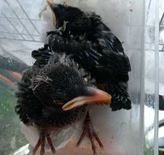 八哥出壳后需要多久能开眼