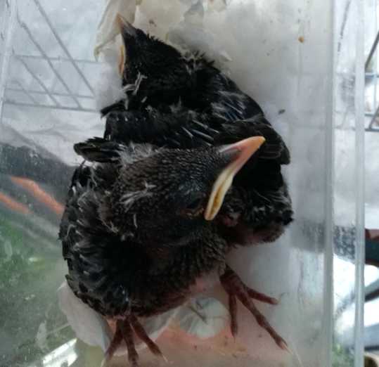 黑八哥幼鸟哥成年黑八哥脚的颜色