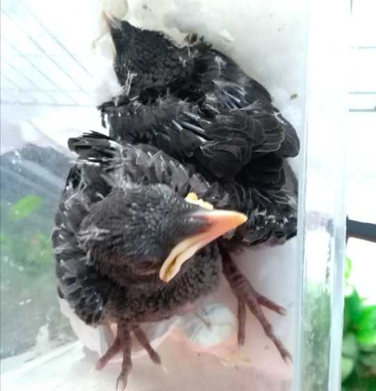 海南八哥雏鸟怎么养？