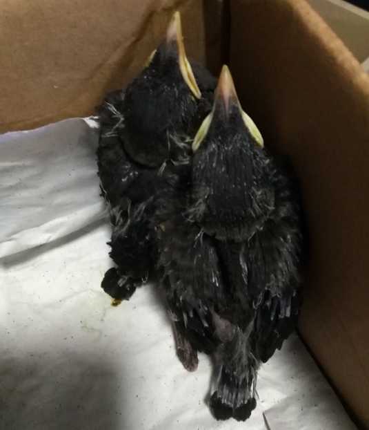 黑八哥雏鸟 腿颜色