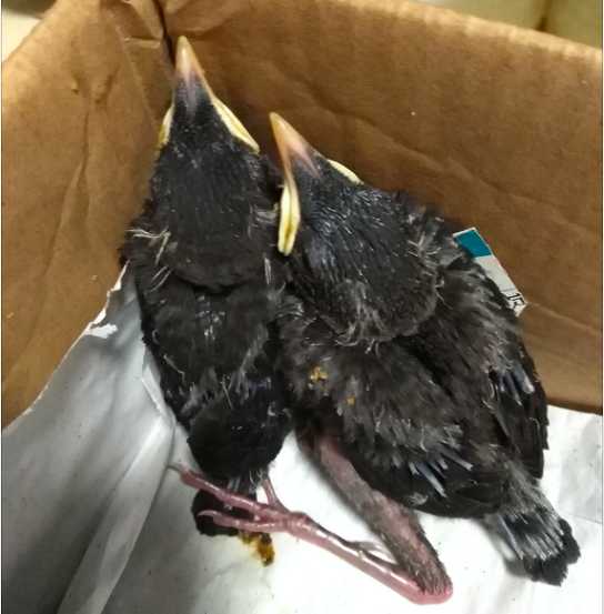 海南八哥几岁成年？多大可以开口说话？