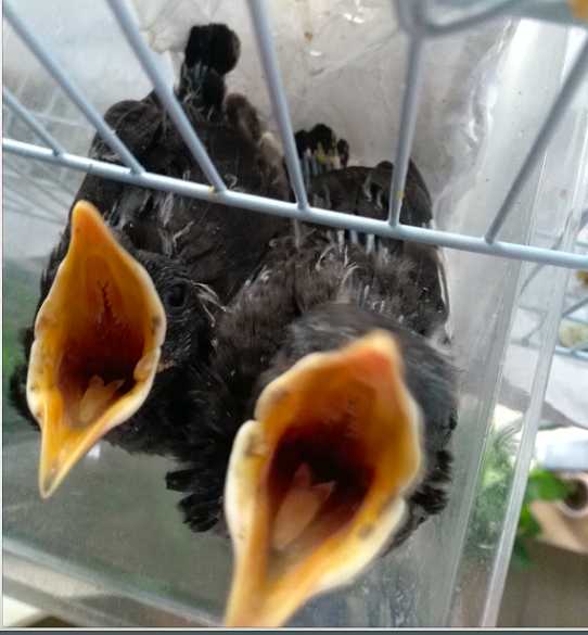 海南八哥雏鸟怎么养？