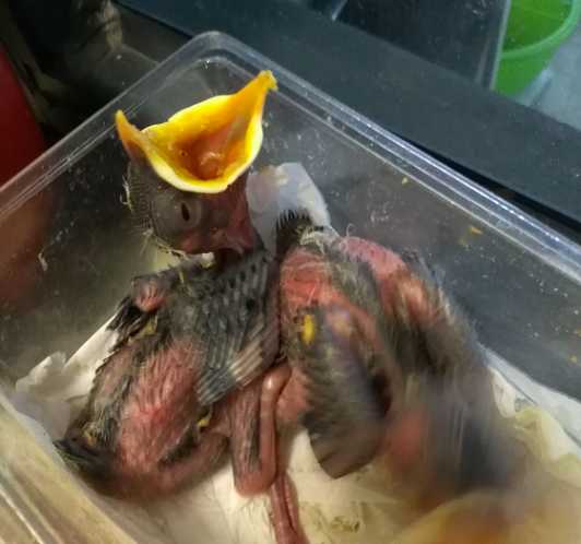 海南八哥雏鸟怎么养？