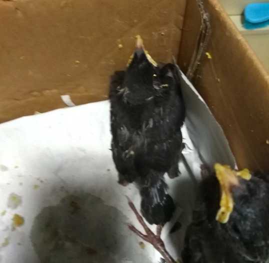 20天的小八哥，怎么养啊，一天喂几次饲料，一次喂多少？请大神帮忙解答