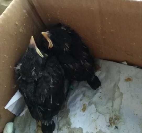 八哥啄主人,要怎么训练才能改正?