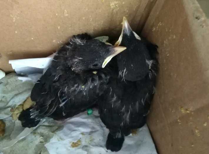 怎样鉴别八哥的雏鸟