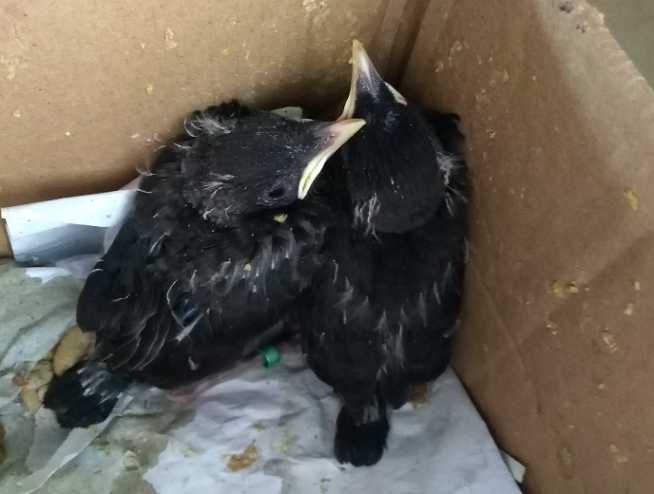 八哥鸟幼鸟脚的颜色