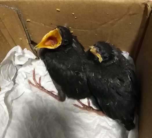 快啊！我家八哥雏鸟感冒了，怎么办？？高手快来