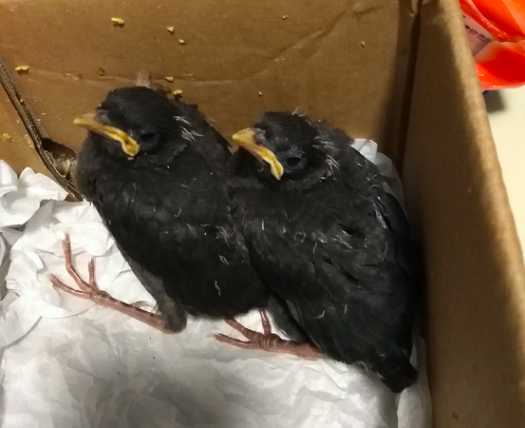 小八哥鸟一次喂多少