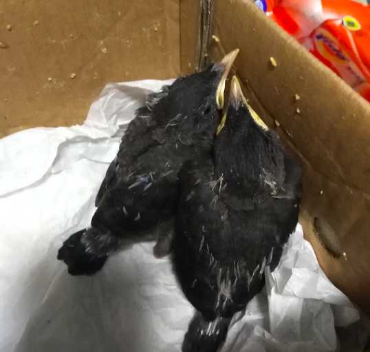 八哥鸟雏鸟出壳后长多长时间才会飞？什么时候去抓最合适（十天还是半月野生八哥）大概？