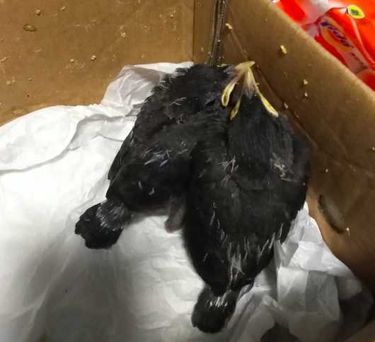 刚孵化出来四五天的小八哥喂什么