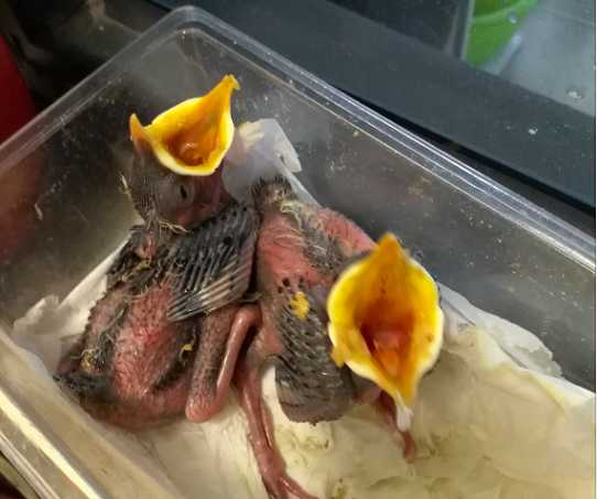 一个月的八哥幼鸟可以洗澡吗？