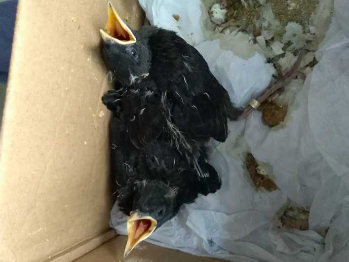 八哥鸟多大的能养熟