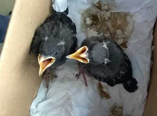 刚刚抓的黑八哥幼鸟不吃食连嘴巴都不张怎么办