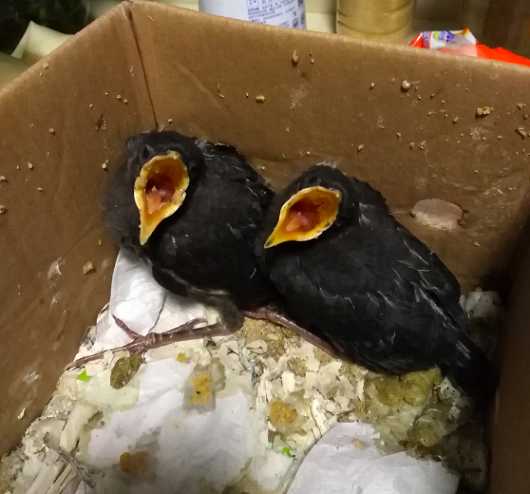 八哥多久可以吃干食