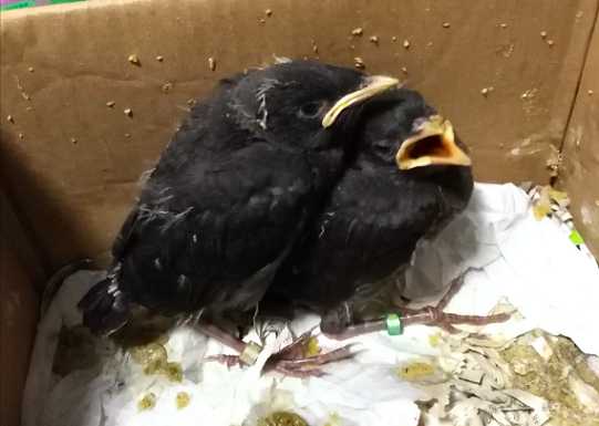 海南八哥雏鸟怎么养？