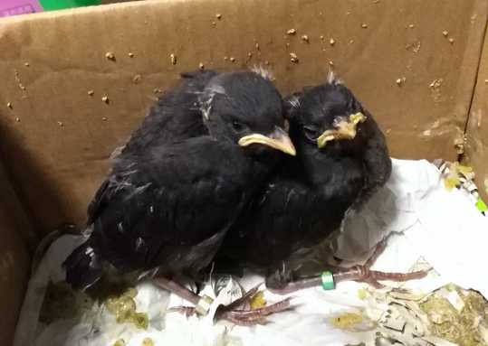 雏八哥拉稀没精打采怎么办