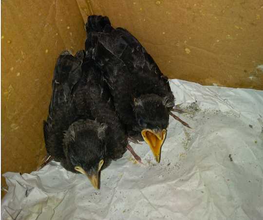 我6号发现了一窝八哥幼鸟，已经孵出了两只还有两个蛋，要多久能人工喂养怎么能分出公母？