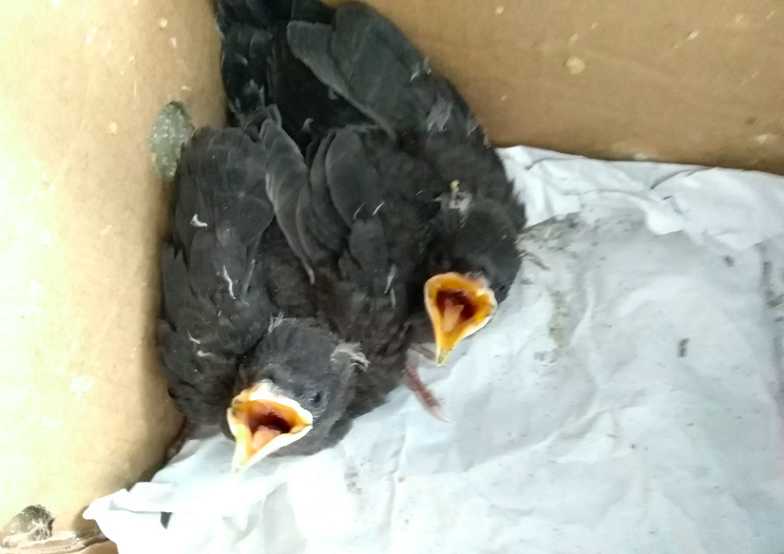 八哥公母怎么区分啊