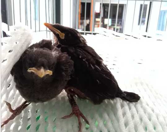 海南八哥雏鸟怎么养?