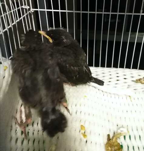 5个月林八哥买回家不听话