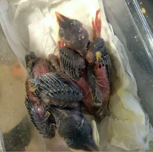 八哥雏鸟一次喂多少量