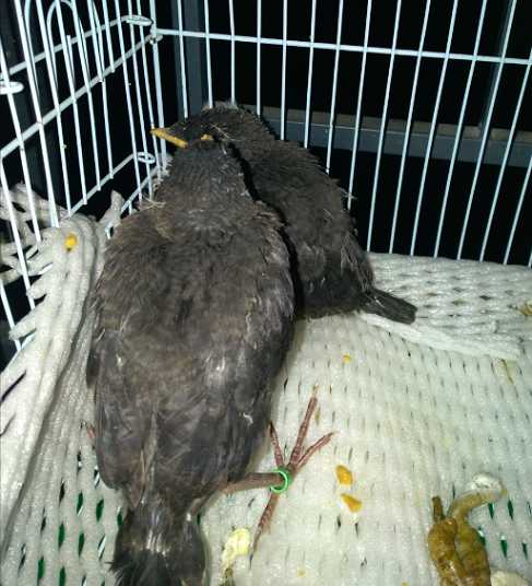 海南八哥雏鸟怎么养？