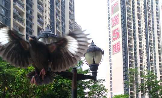 海南八哥雏鸟怎么养？